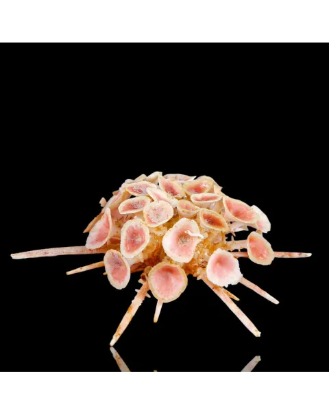 Rare Collectible Specimen – Goniocidaris Clypeata